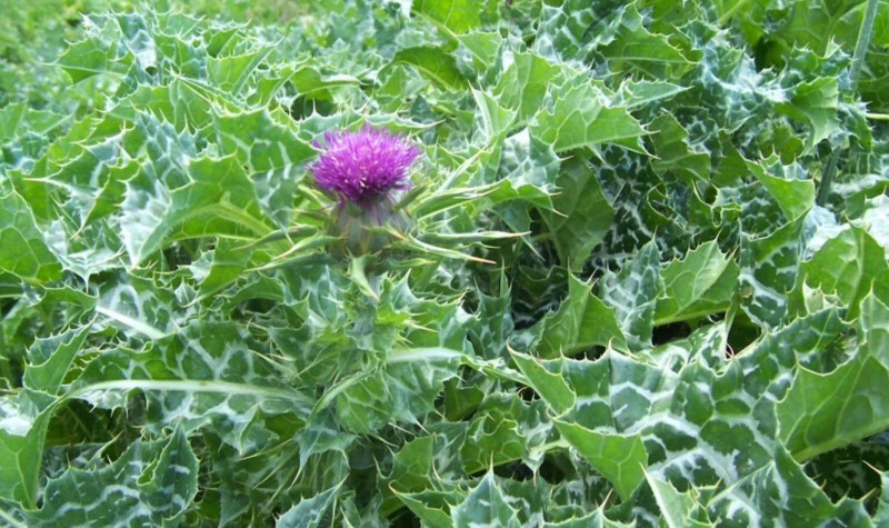 Milk Thistle