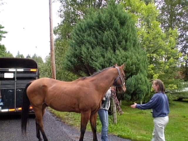 older horse