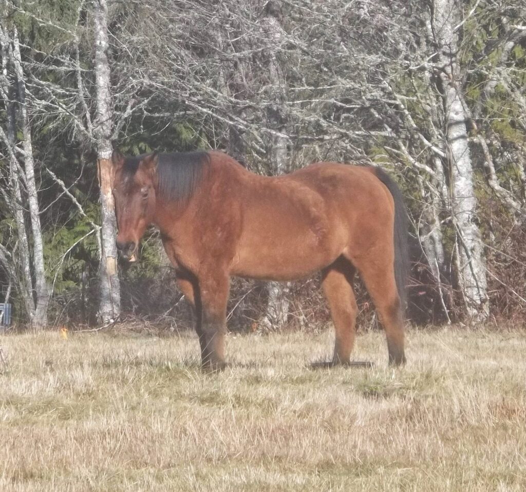 Horse Hospice 