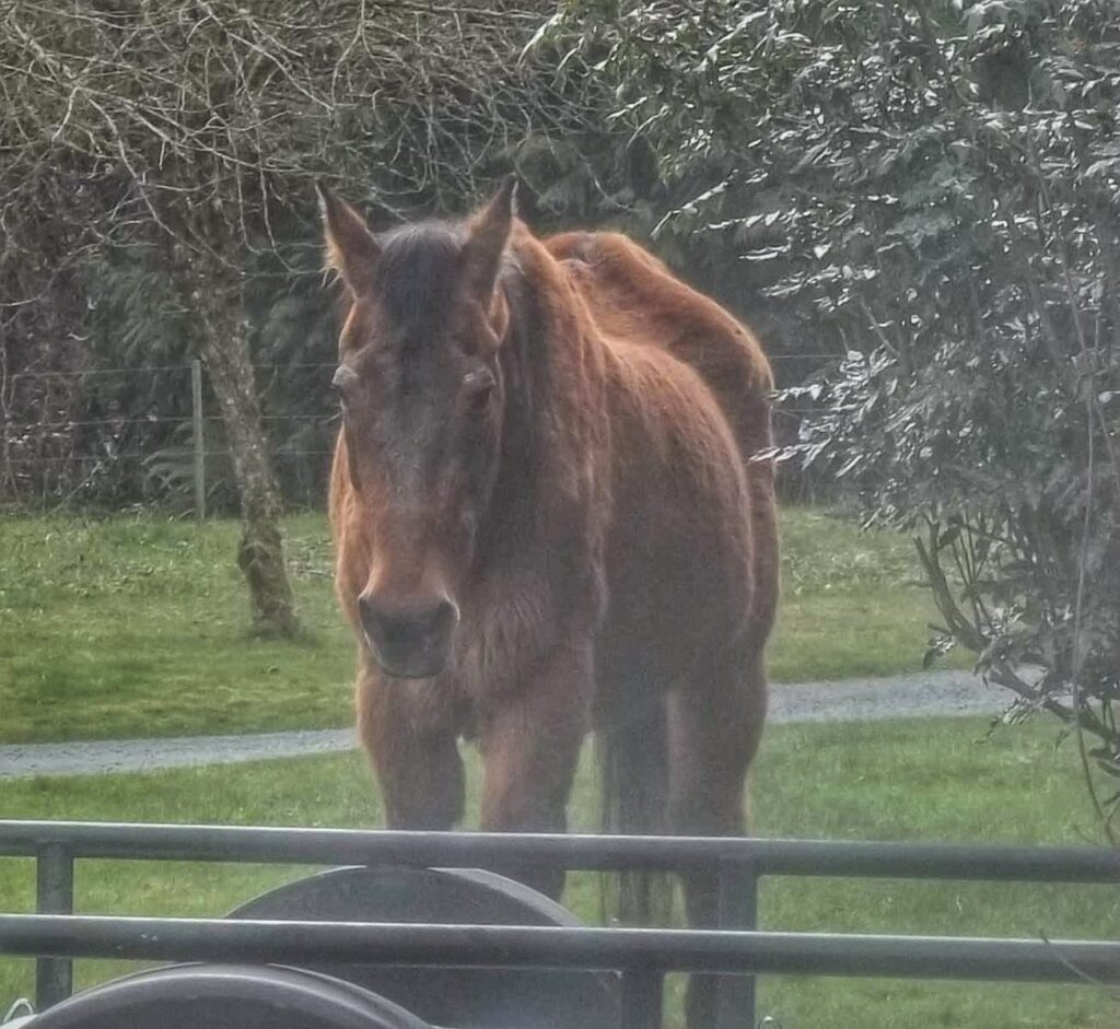 Horse in Hospice 