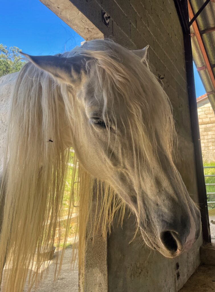 White mare with natural long mane protects from flies