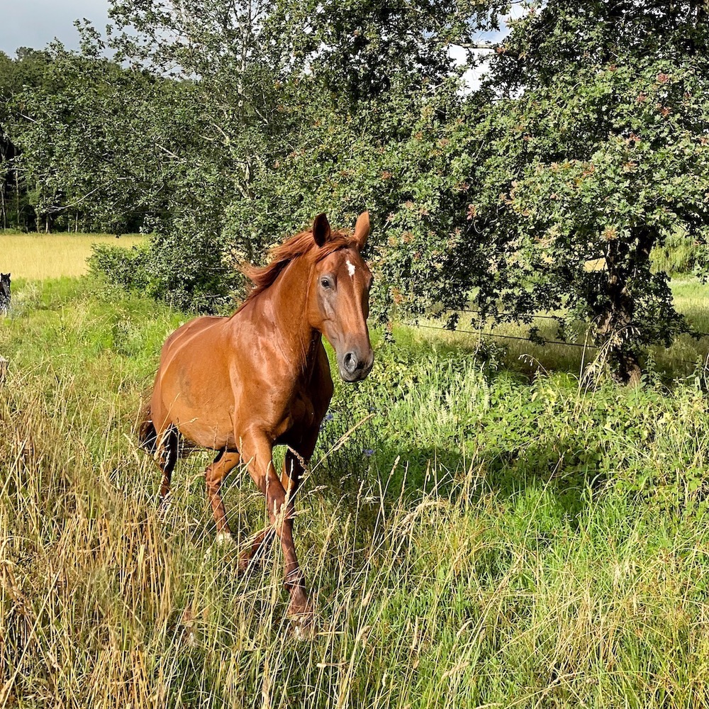 Quaramba galloping