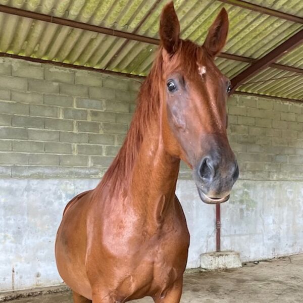 chestnut mare with opinions