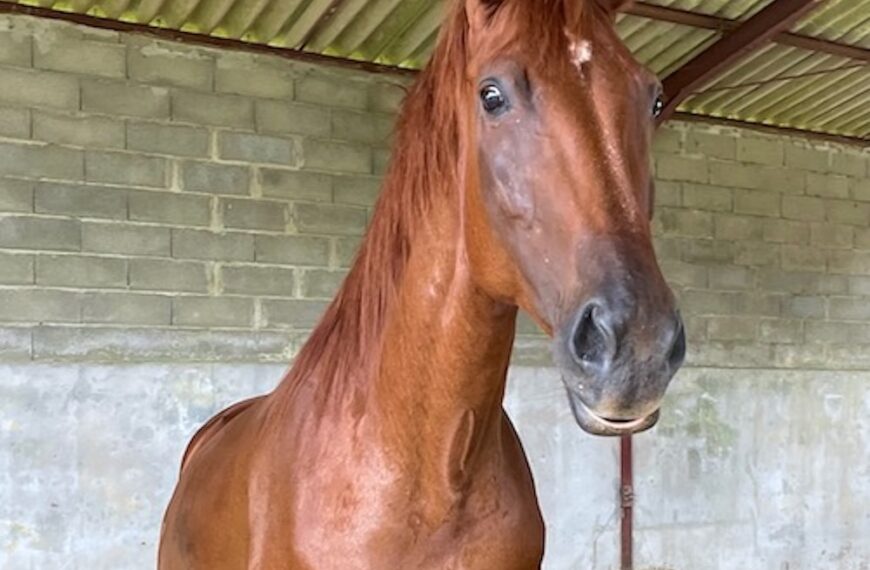 chestnut mare with opinions