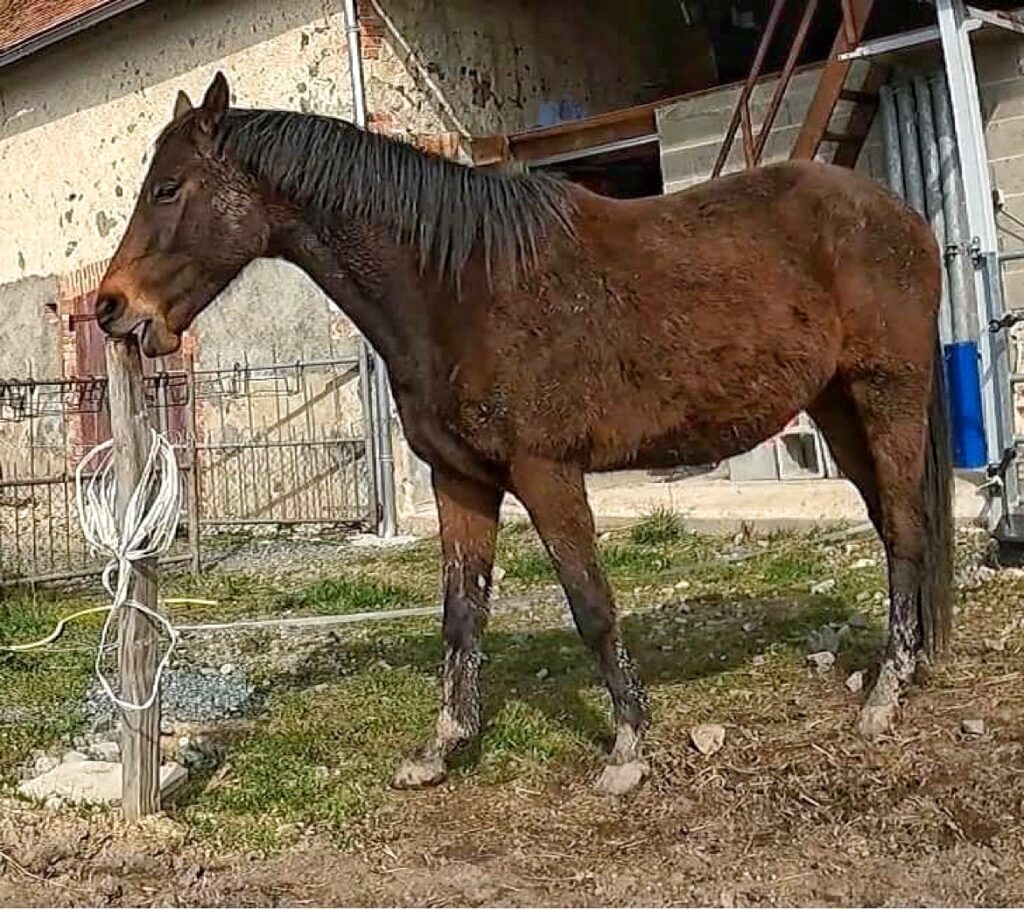 horse cribbing 