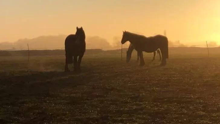 Medicine Herd