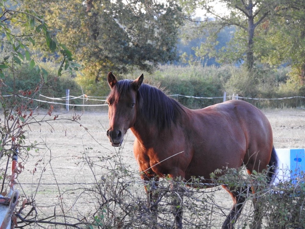 Querida's Journey with Laminitis 