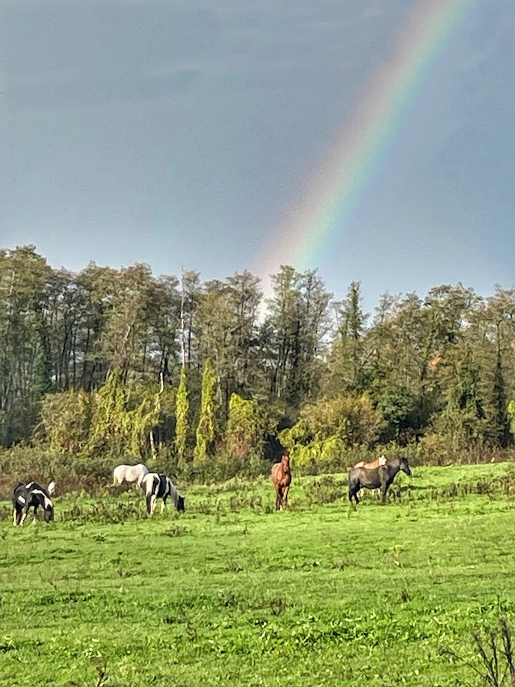 horse consciousness in the herd 