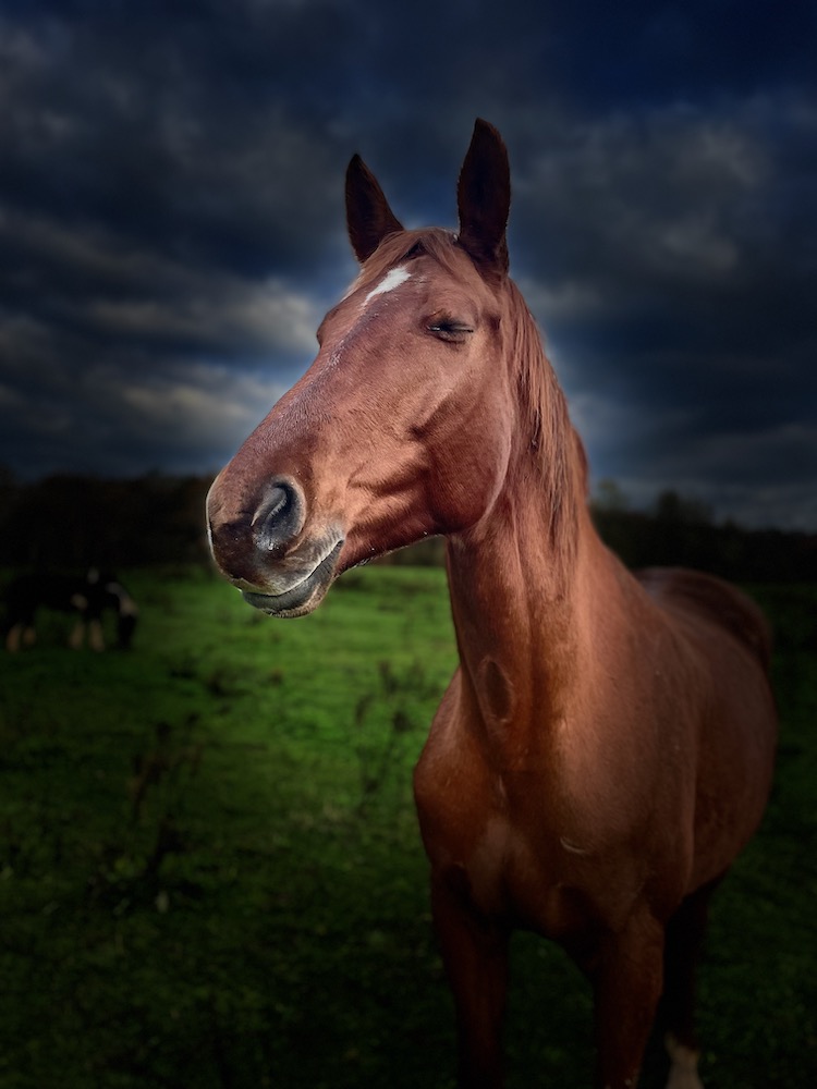 Ancient Language of Horses 