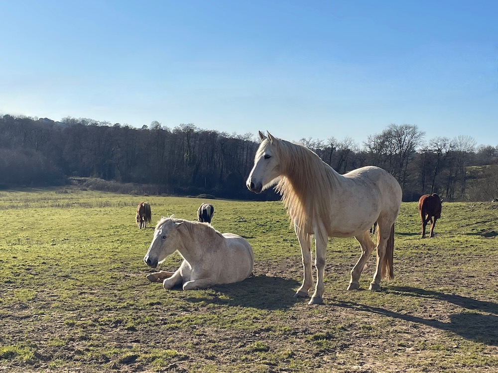 celebrating ideas with the horses