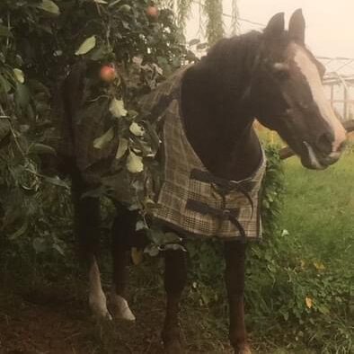 Older mare in the orchard