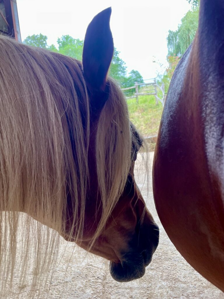 Horse standing close to another beyond separation