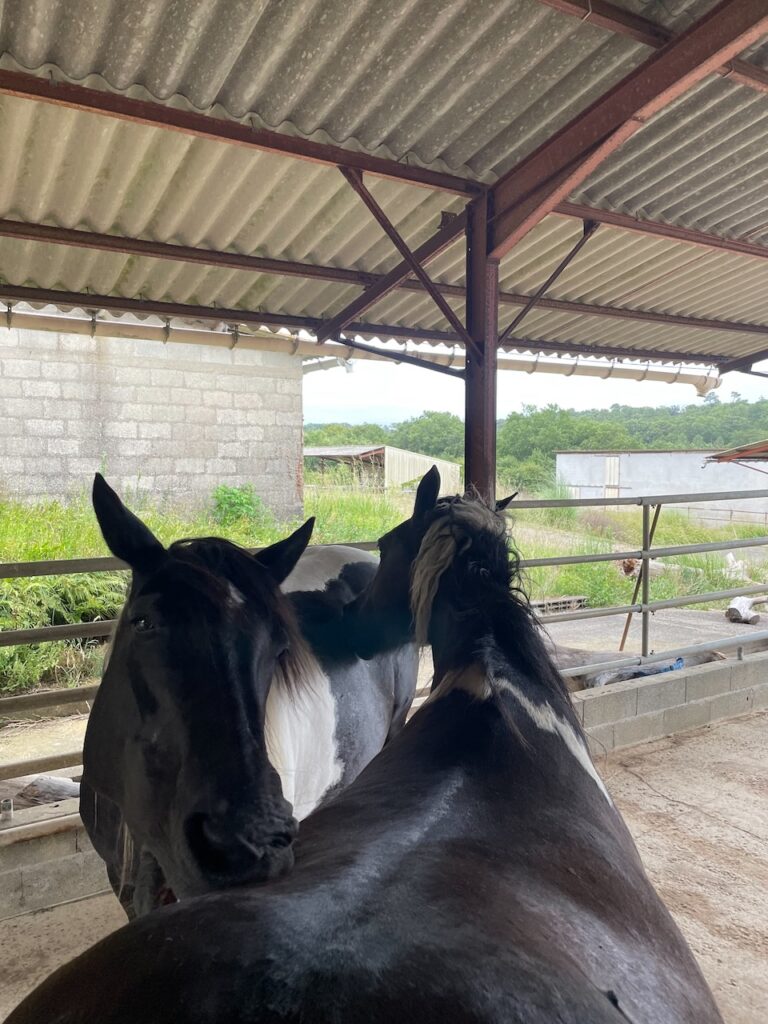 Horses grooming demonstrating going beyond separation