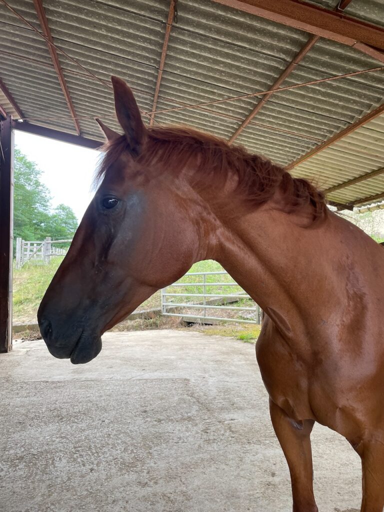 Red horse showing kind eye and how to go beyond separation