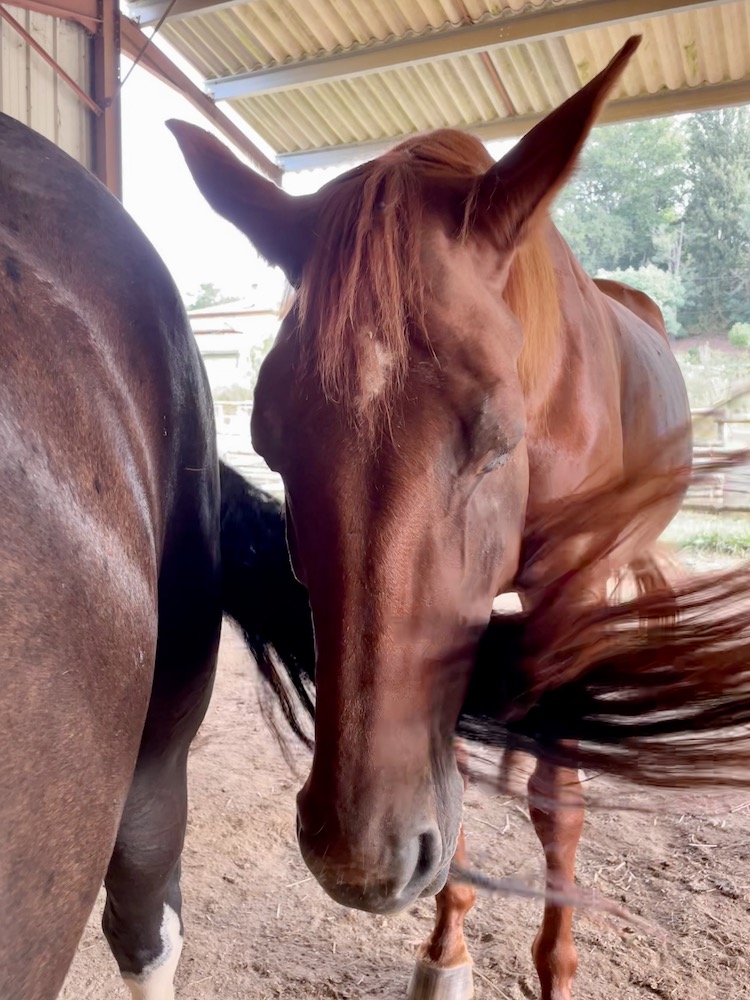 Horses swishing flies