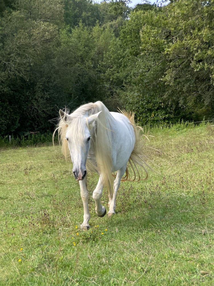 White horse crossing a field, There are no boundaries