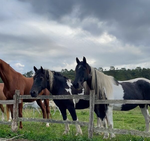 Horses Power