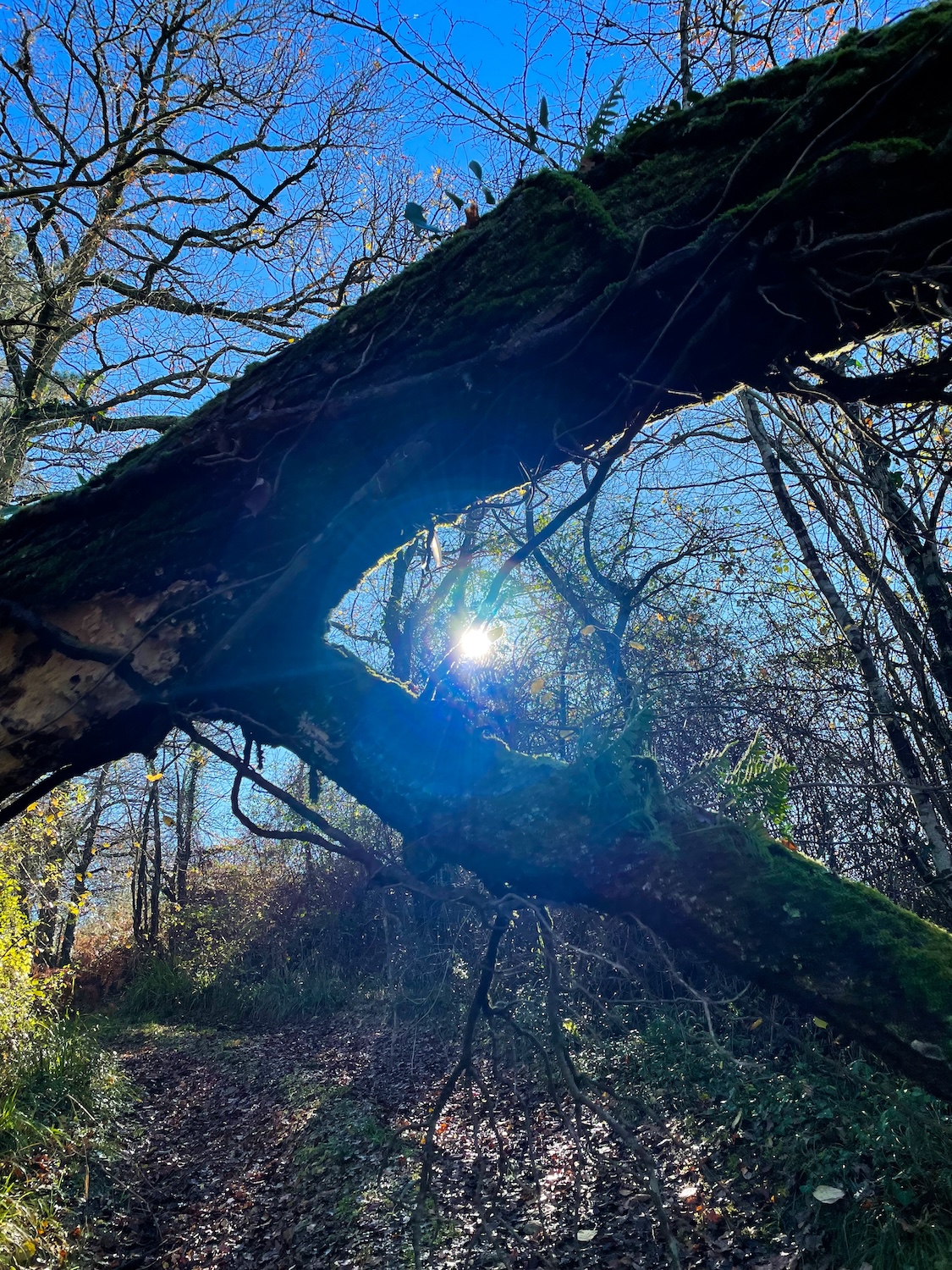 Guided Meditations